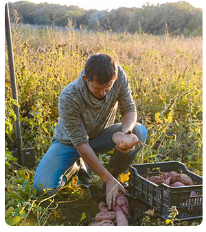 A famer in a field checking his crop