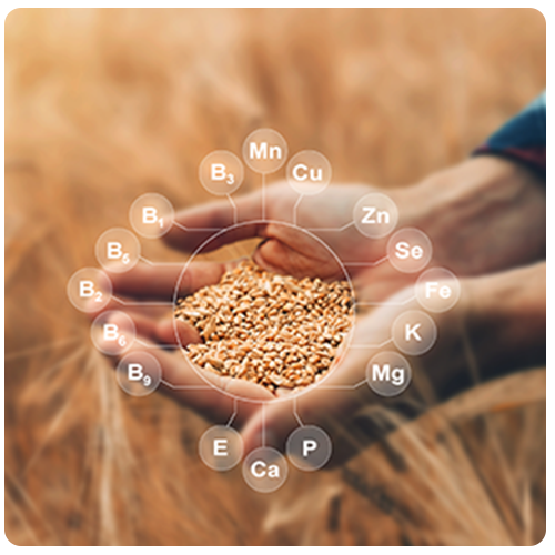Person holding grains in hands